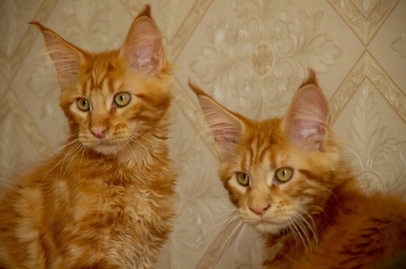 Кошки в нашей жизни. Кошки и все, что с ними связано.