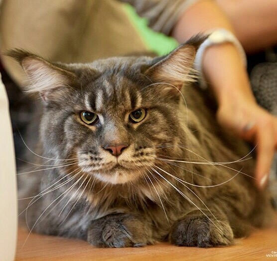 Кошки в нашей жизни. Кошки и все, что с ними связано.