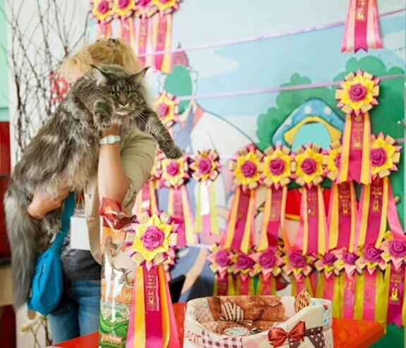 Кошки в нашей жизни. Кошки и все, что с ними связано.