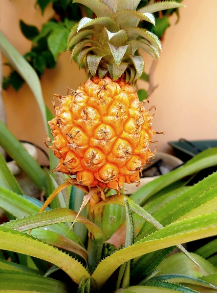 Готовим на балконе.