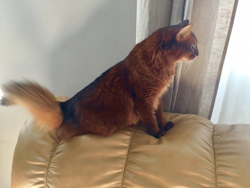 Кошки в нашей жизни. Кошки и все, что с ними связано.