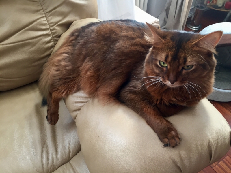 Кошки в нашей жизни. Кошки и все, что с ними связано.