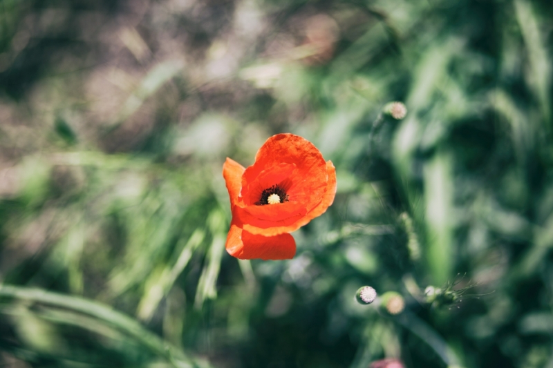 Наш 2016! Крым в июне.