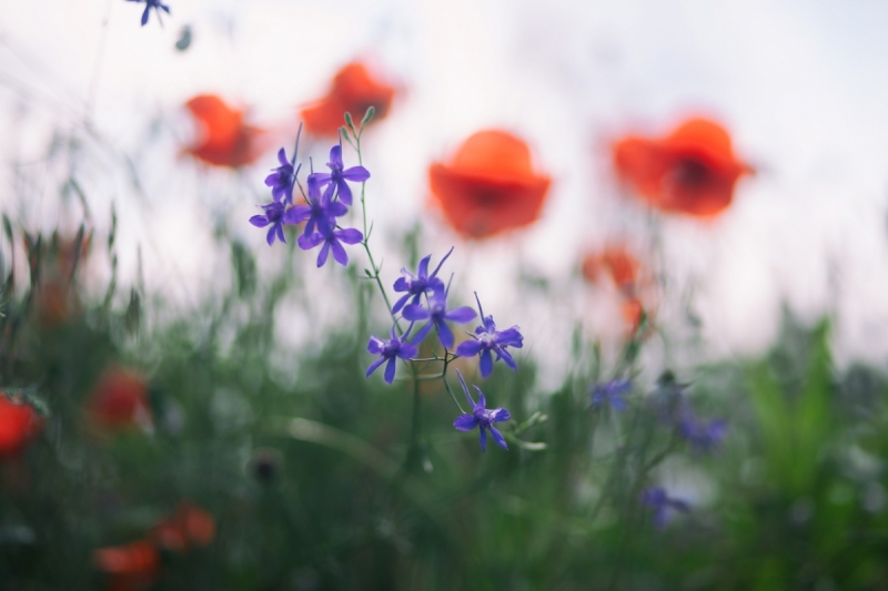 Наш 2016! Крым в июне.