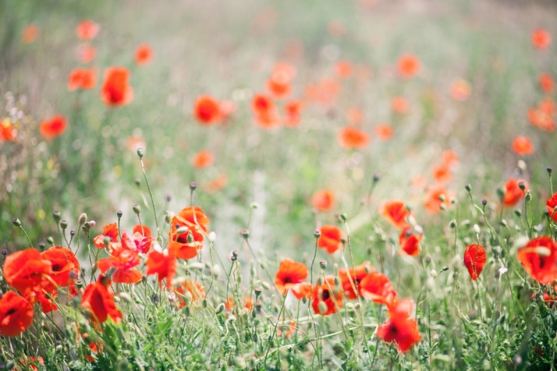 Наш 2016! Крым в июне.