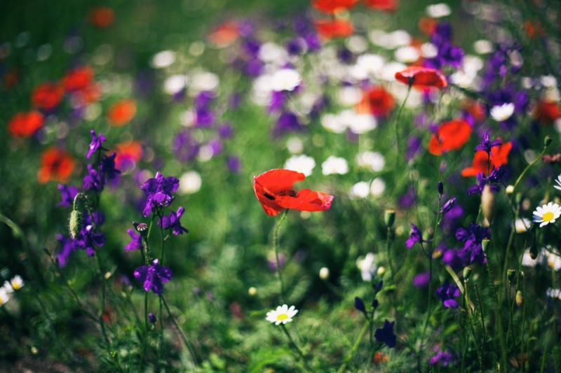 Наш 2016! Крым в июне.