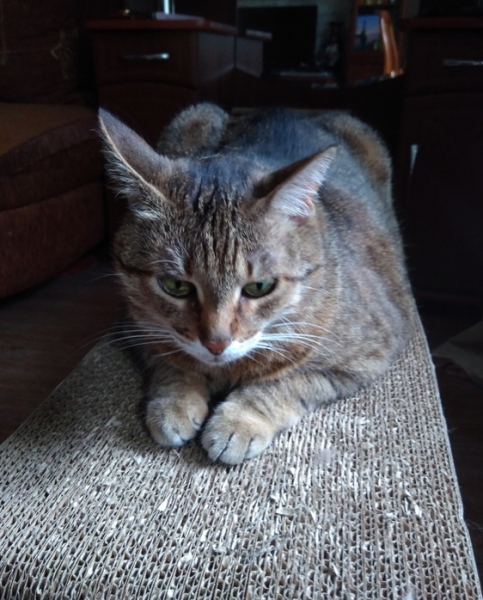 Кошки в нашей жизни. Кошки и все, что с ними связано.