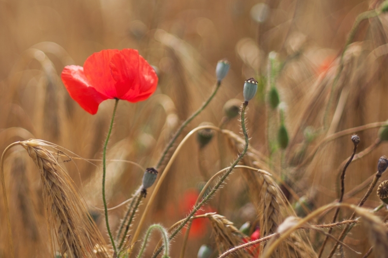 Наш 2016! Крым в июне.