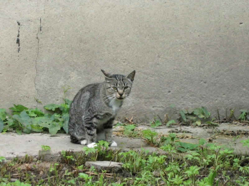 Кошки в нашей жизни. Кошки и все, что с ними связано.