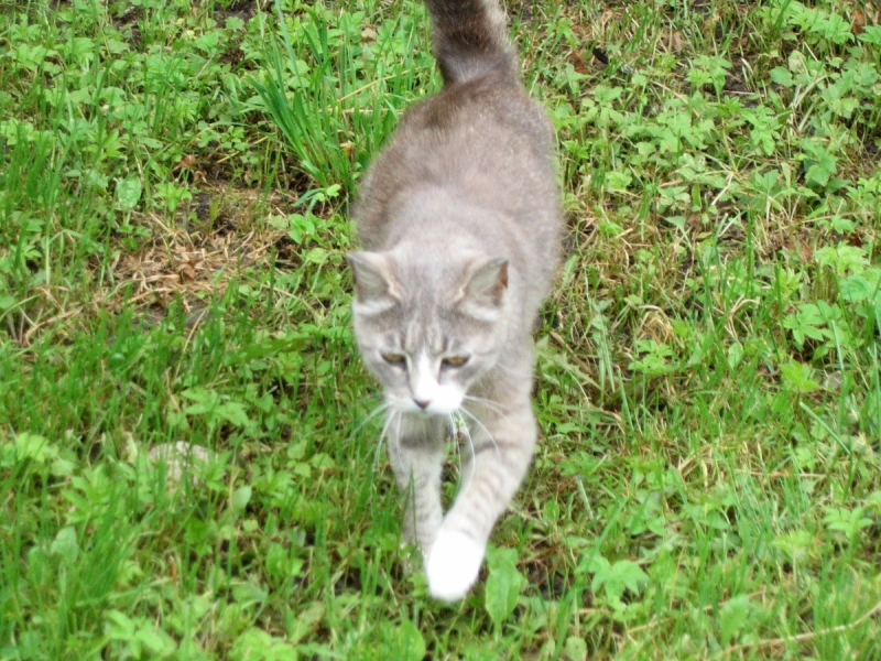Кошки в нашей жизни. Кошки и все, что с ними связано.