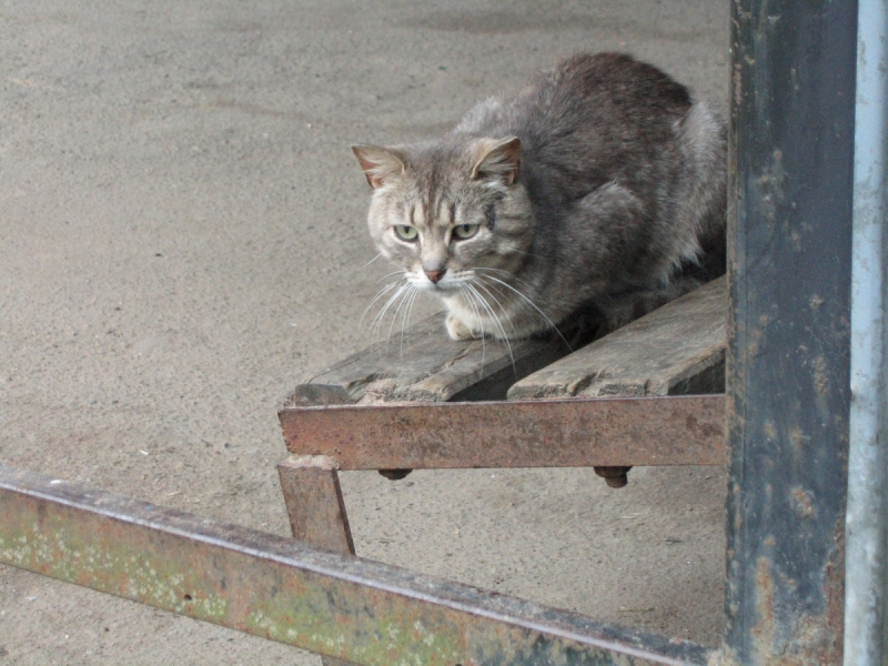 Кошки в нашей жизни. Кошки и все, что с ними связано.
