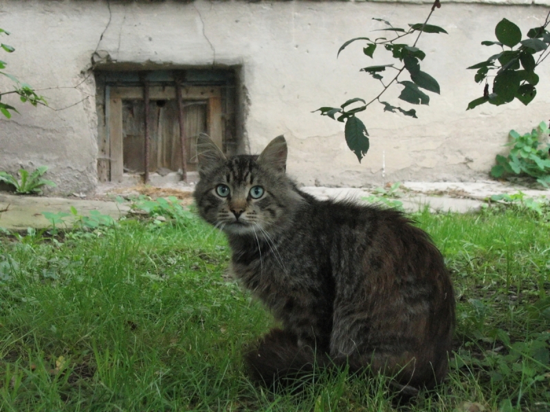 Кошки в нашей жизни. Кошки и все, что с ними связано.