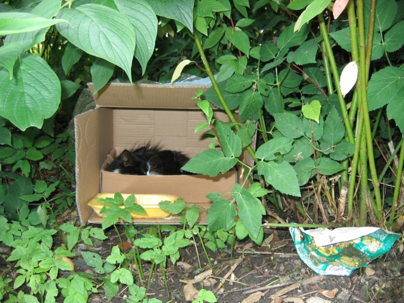 Кошки в нашей жизни. Кошки и все, что с ними связано.