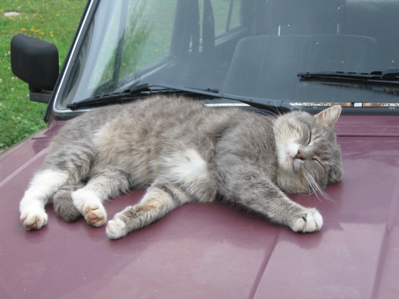 Кошки в нашей жизни. Кошки и все, что с ними связано.