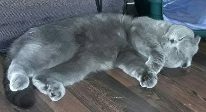 Кошки в нашей жизни. Кошки и все, что с ними связано.