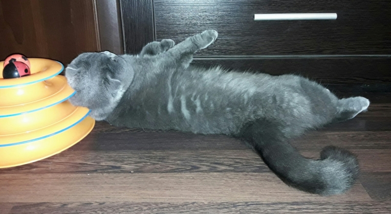 Кошки в нашей жизни. Кошки и все, что с ними связано.