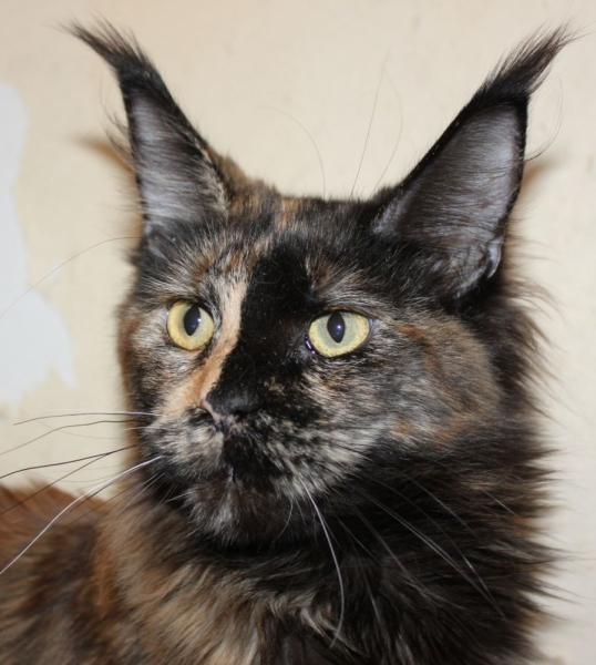 Кошки в нашей жизни. Кошки и все, что с ними связано.