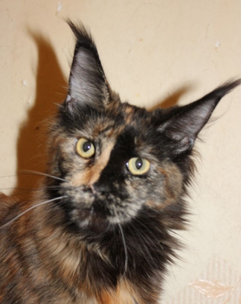 Кошки в нашей жизни. Кошки и все, что с ними связано.