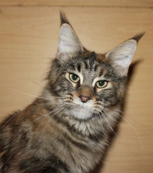 Кошки в нашей жизни. Кошки и все, что с ними связано.