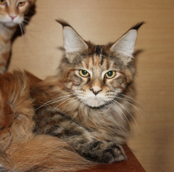 Кошки в нашей жизни. Кошки и все, что с ними связано.