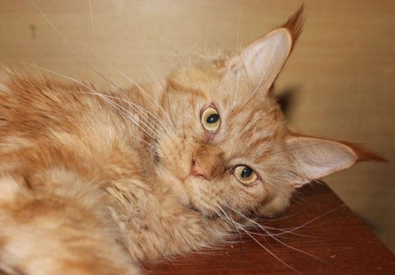 Кошки в нашей жизни. Кошки и все, что с ними связано.