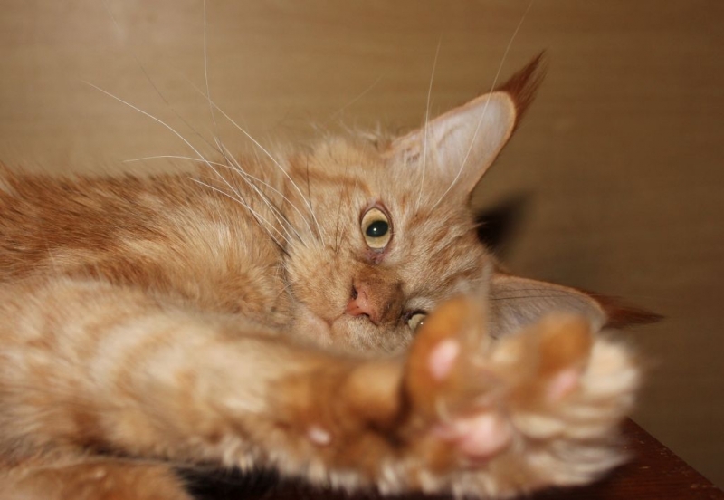 Кошки в нашей жизни. Кошки и все, что с ними связано.