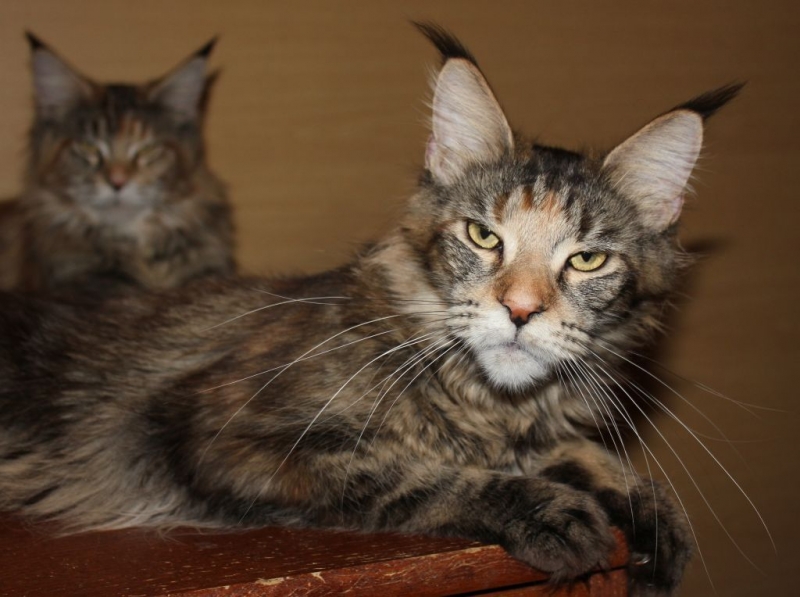 Кошки в нашей жизни. Кошки и все, что с ними связано.