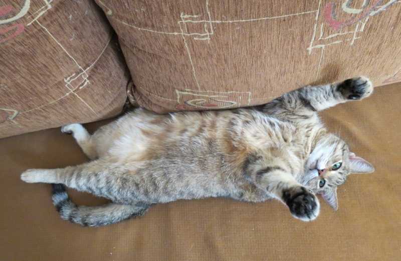 Кошки в нашей жизни. Кошки и все, что с ними связано.