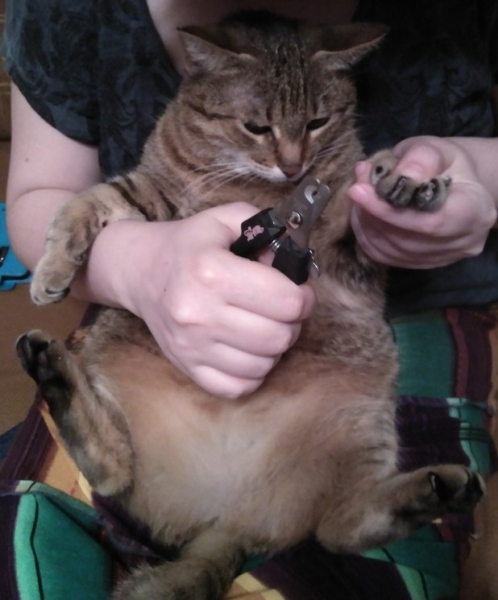 Кошки в нашей жизни. Кошки и все, что с ними связано.