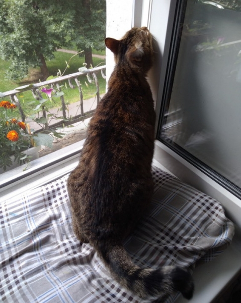 Кошки в нашей жизни. Кошки и все, что с ними связано.