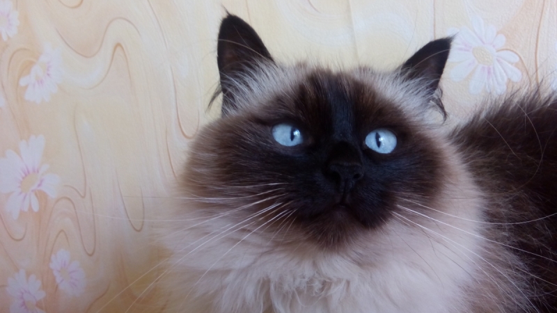 Кошки в нашей жизни. Кошки и все, что с ними связано.