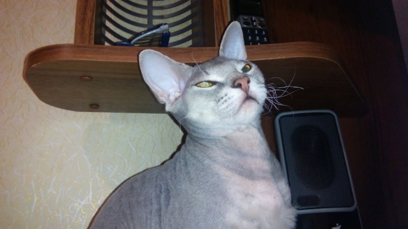 Кошки в нашей жизни. Кошки и все, что с ними связано.