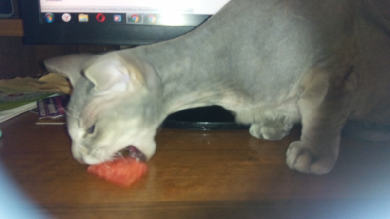 Кошки в нашей жизни. Кошки и все, что с ними связано.