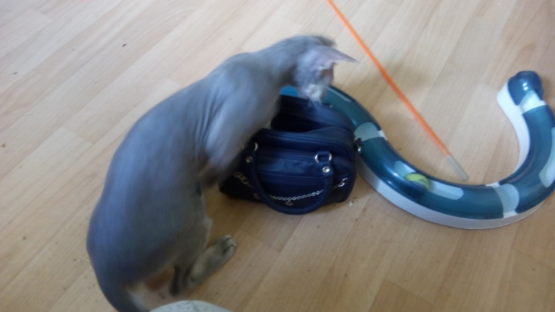 Кошки в нашей жизни. Кошки и все, что с ними связано.