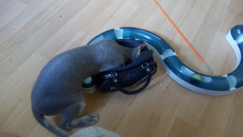 Кошки в нашей жизни. Кошки и все, что с ними связано.