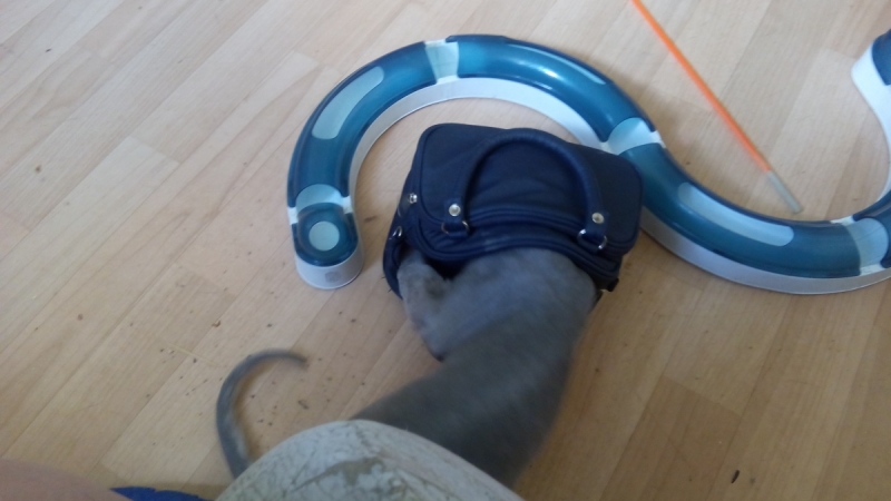 Кошки в нашей жизни. Кошки и все, что с ними связано.