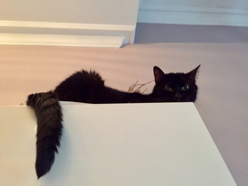 Кошки в нашей жизни. Кошки и все, что с ними связано.