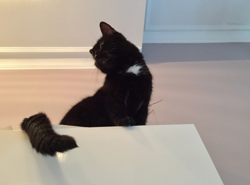 Кошки в нашей жизни. Кошки и все, что с ними связано.