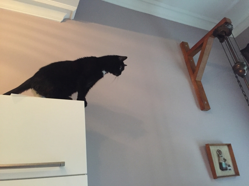 Кошки в нашей жизни. Кошки и все, что с ними связано.