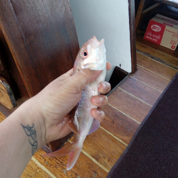 Паттайя-Екатеринбург 4:0. Короткое  мартовское чаепитие 2017.