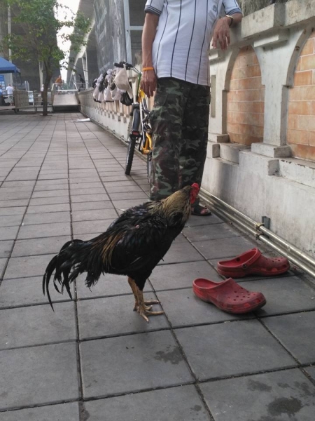 Паттайя-Екатеринбург 4:0. Короткое  мартовское чаепитие 2017.