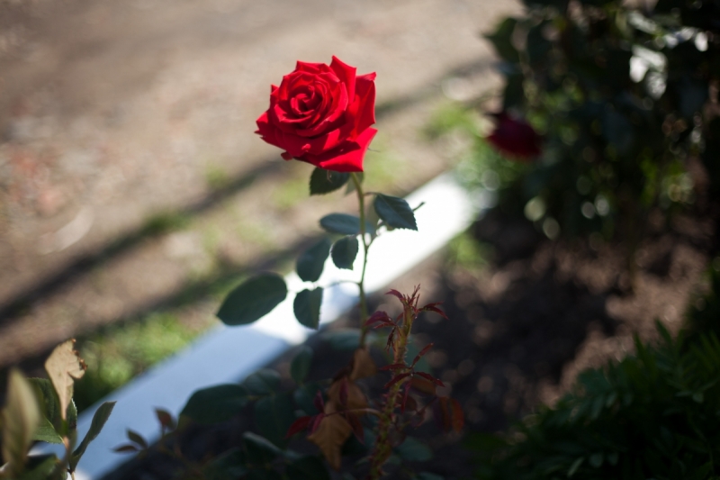 Наш 2017!  Июнь. Кояшское озеро- Феодосия - Новый Свет - Демерджи - Воронцовский дворец - Севастополь - Чуфут-Кале - Евпатория - мыс Меганом