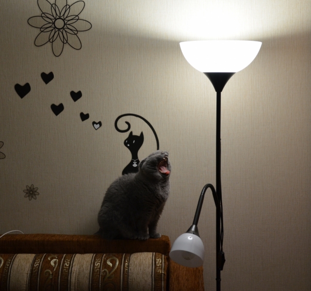 Кошки в нашей жизни. Кошки и все, что с ними связано.