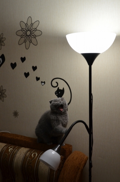 Кошки в нашей жизни. Кошки и все, что с ними связано.