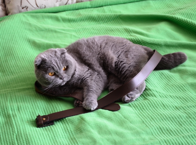 Кошки в нашей жизни. Кошки и все, что с ними связано.