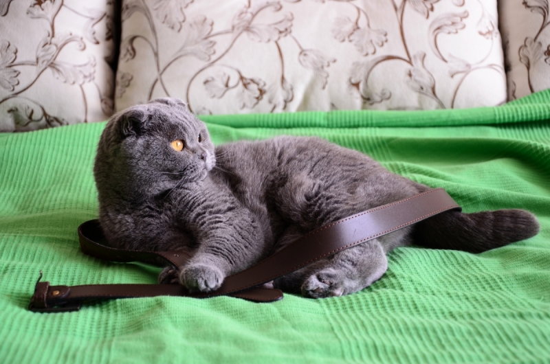 Кошки в нашей жизни. Кошки и все, что с ними связано.