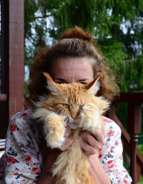 Кошки в нашей жизни. Кошки и все, что с ними связано.