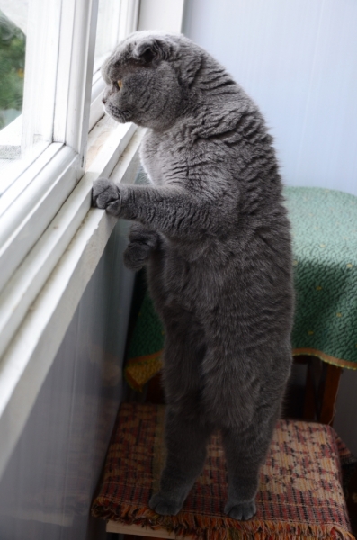 Кошки в нашей жизни. Кошки и все, что с ними связано.