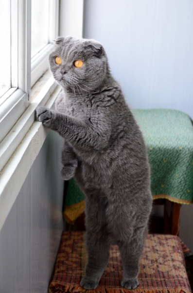 Кошки в нашей жизни. Кошки и все, что с ними связано.