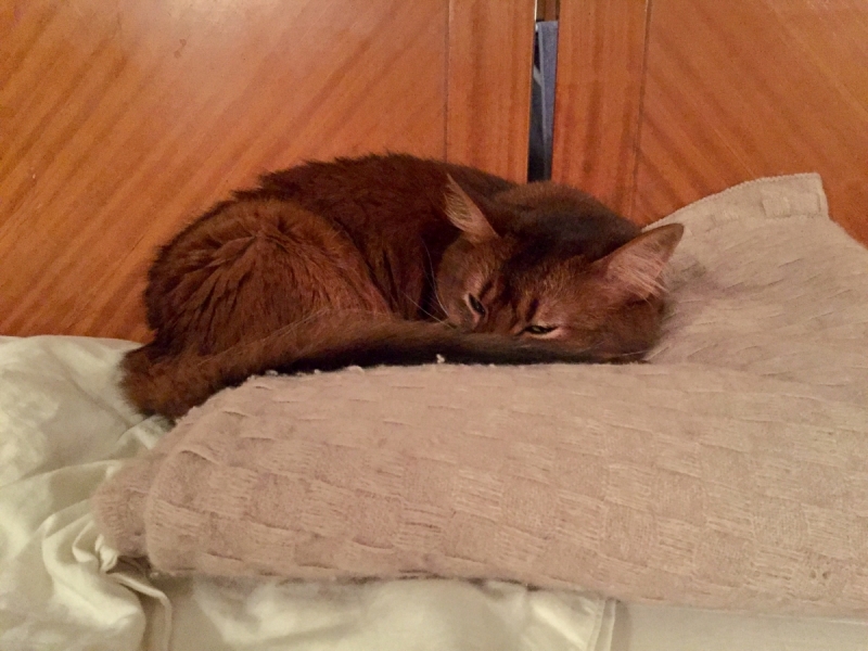 Кошки в нашей жизни. Кошки и все, что с ними связано.